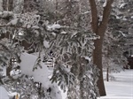 Window Tinting in Winter