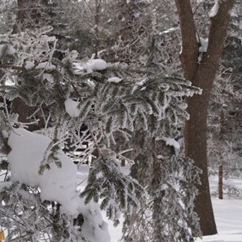 Window Tinting in Winter