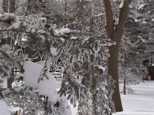 Window Tinting in Winter